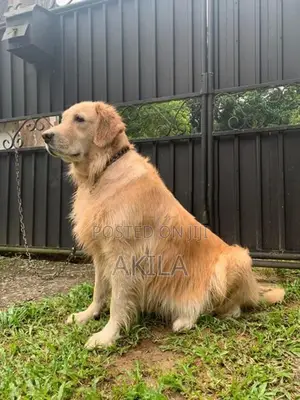 Golden Retriever Puppies