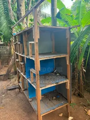 புறா கூடு