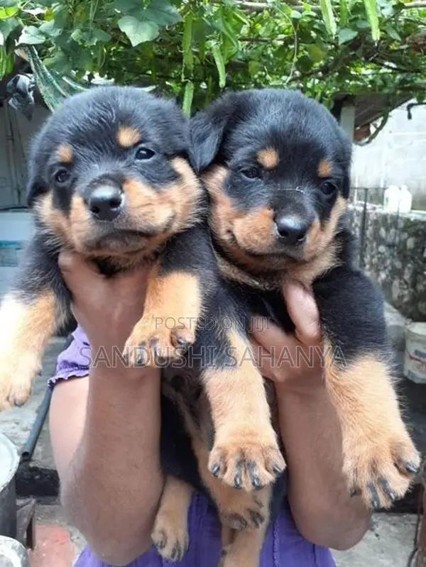 One Side Rottweiler Female Puppies