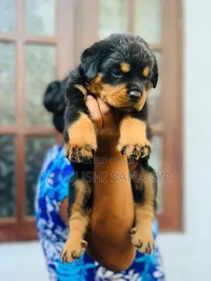 One Side Rottweiler Female Puppies