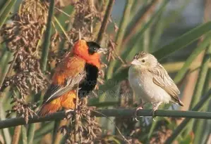 Parrot Finch