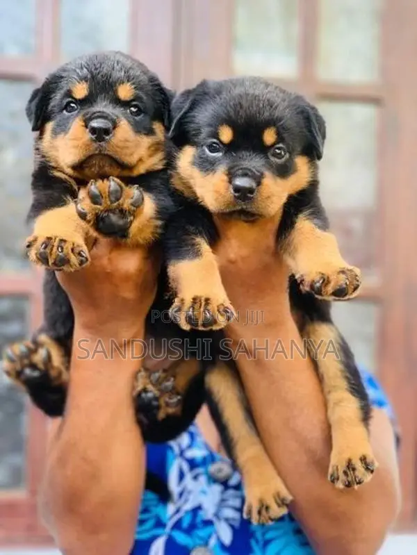 One Side Rottweiler Female Puppies