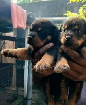 One Side Rottweiler Female Puppies