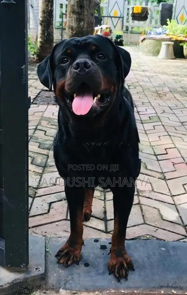 One Side Rottweiler Female Puppies