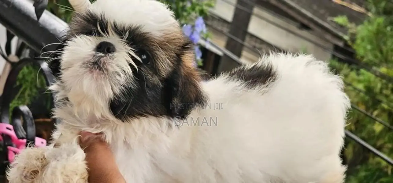 shih tzu puppy