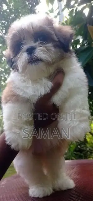 shih tzu puppy