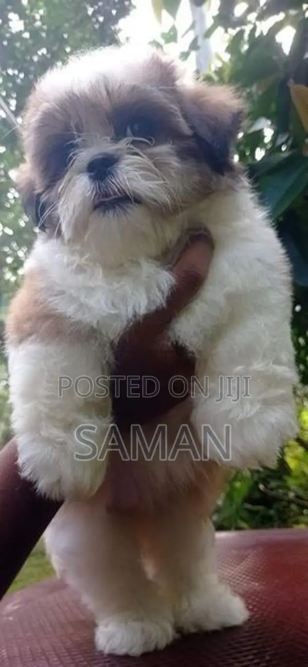 shih tzu puppy