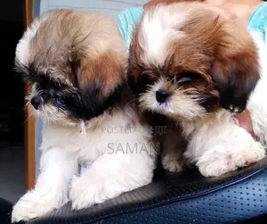 shih tzu puppy