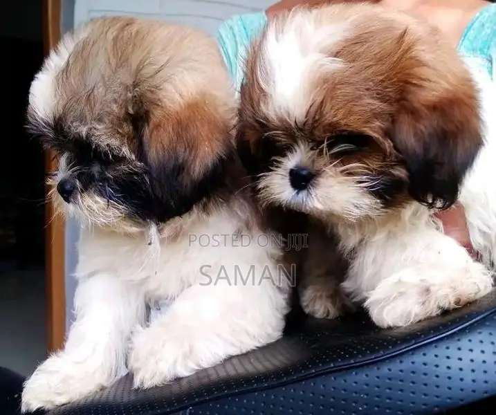 shih tzu puppy