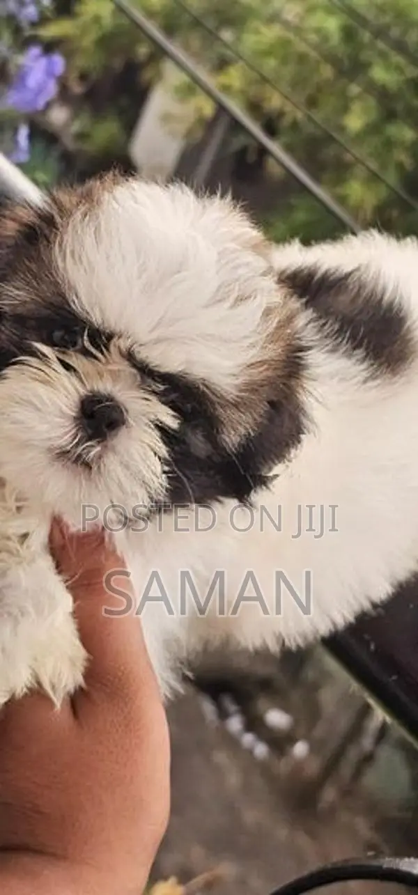 shih tzu puppy