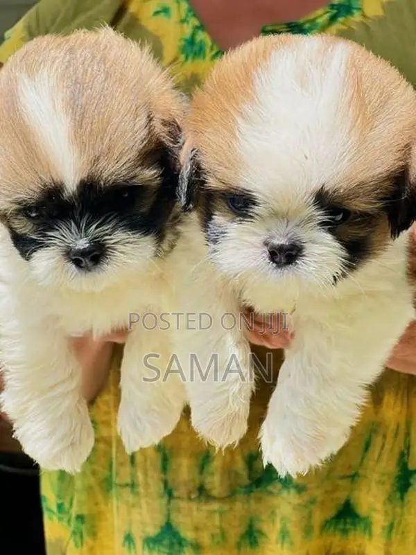 shih tzu puppy