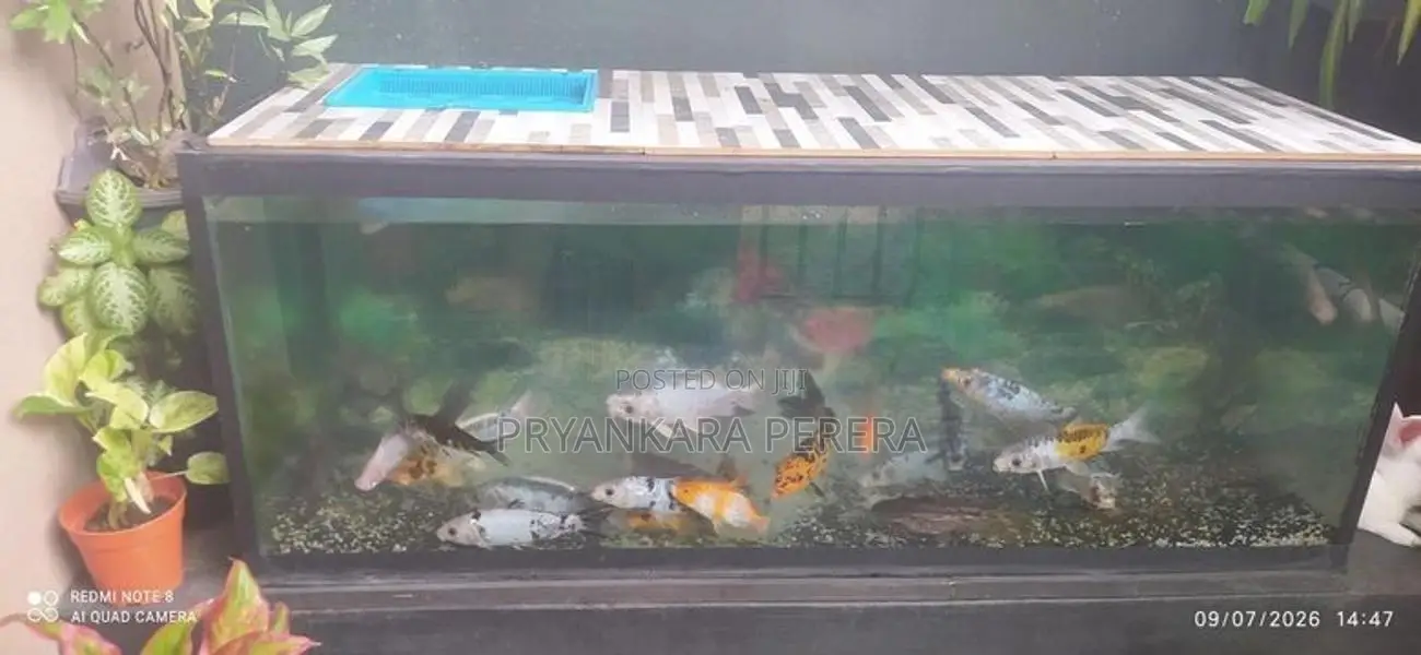 මාළු ටැංකිය