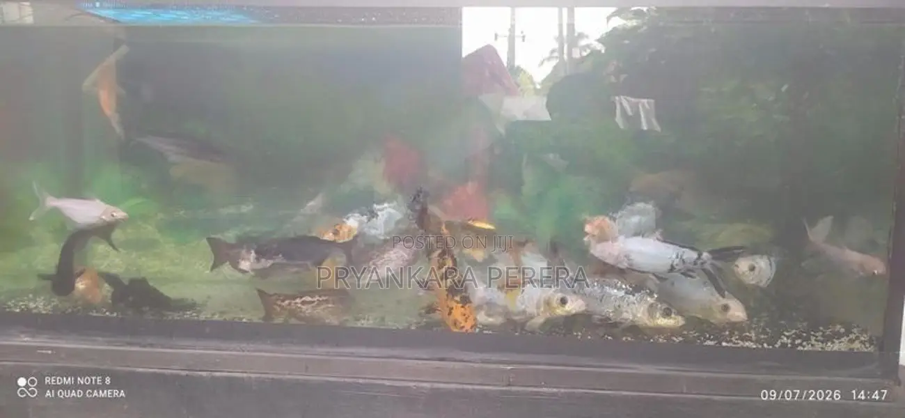 මාළු ටැංකිය