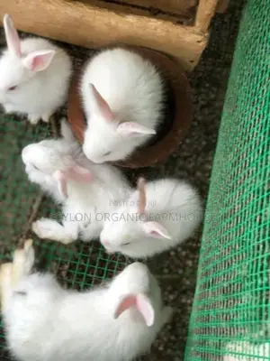 Angora Rabbit