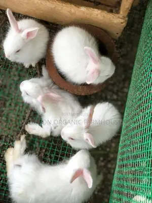 Angora Rabbit