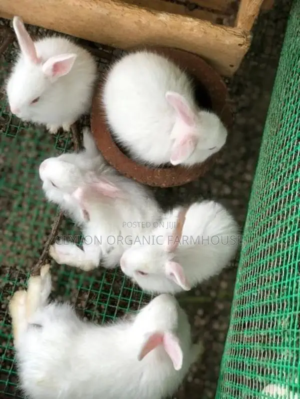 Angora Rabbit