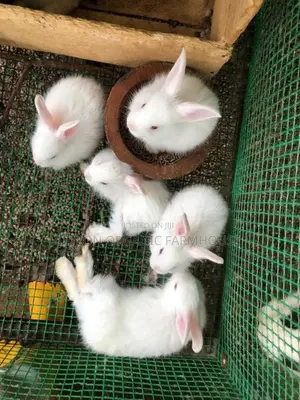 Angora Rabbit
