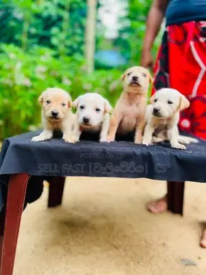 Labrador Puppies