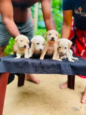 Labrador Puppies