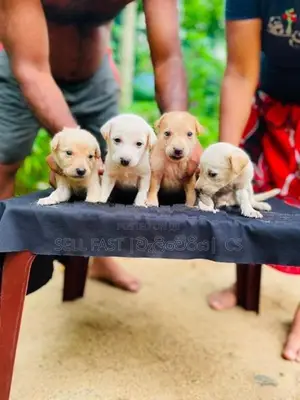 Labrador Puppies