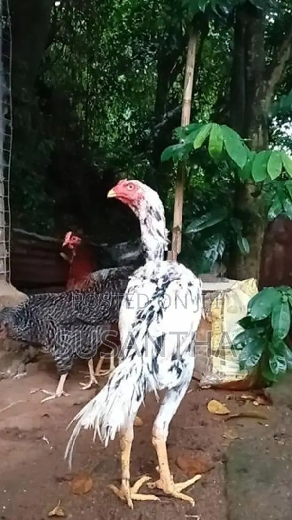 Shamo Rooster