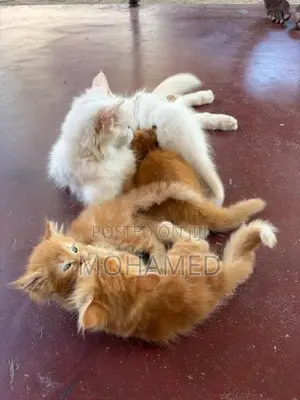 Perisian Cat with Kittens