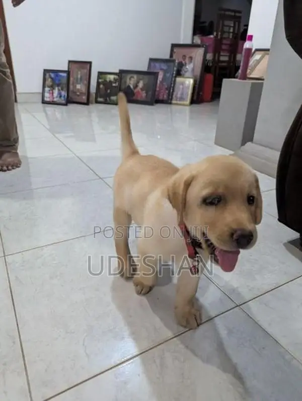 Labrador Retrieve Puppies