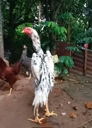 Shamo Rooster