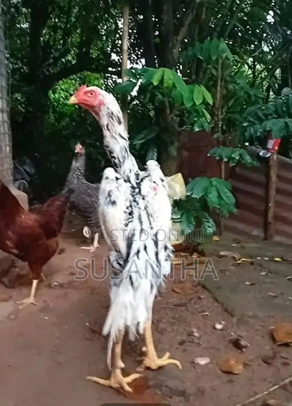 Shamo Rooster