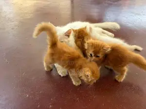 Perisian Cat with Kittens