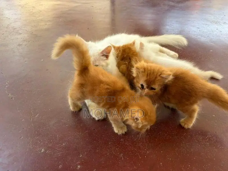 Perisian Cat with Kittens