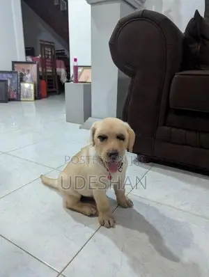 Labrador Retrieve Puppies