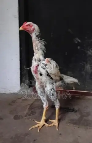 Shamo Rooster