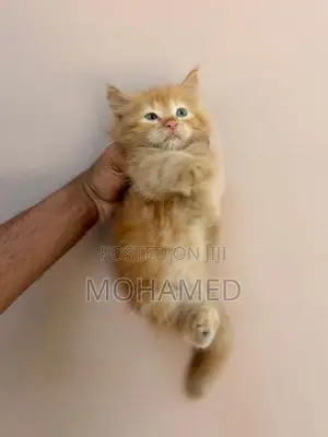 Perisian Cat with Kittens