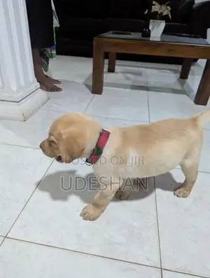 Labrador Retrieve Puppies