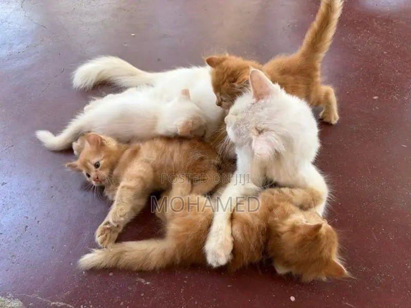 Perisian Cat with Kittens
