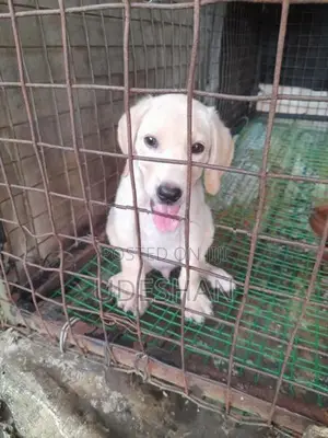 Labrador Retrieve Puppies