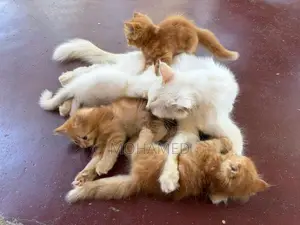 Perisian Cat with Kittens