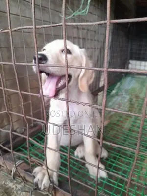Labrador Retrieve Puppies