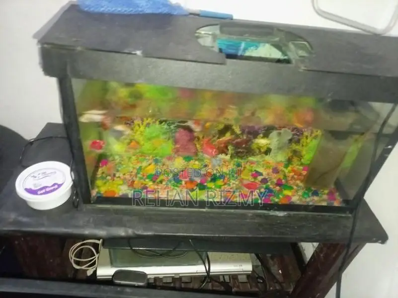 Fish Tank Full Set
