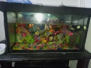 Fish Tank Full Set
