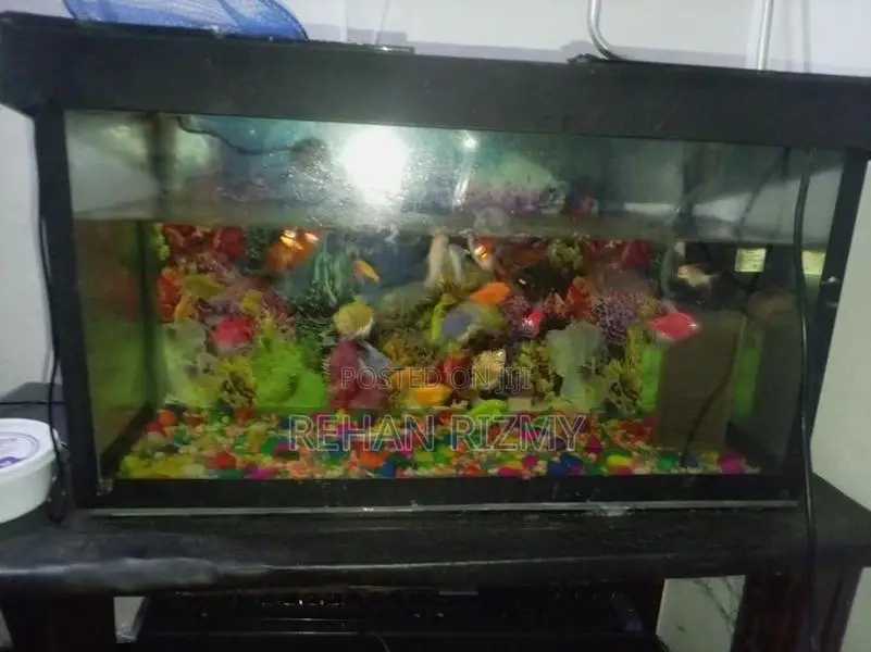 Fish Tank Full Set