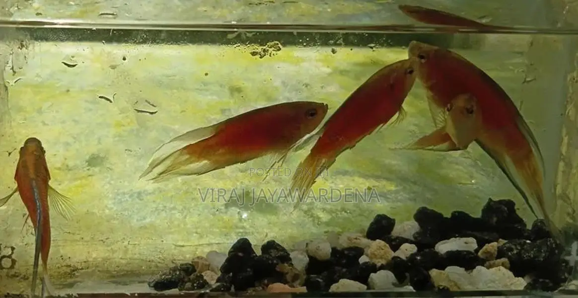 Paradise Fish