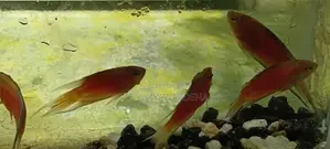Paradise Fish