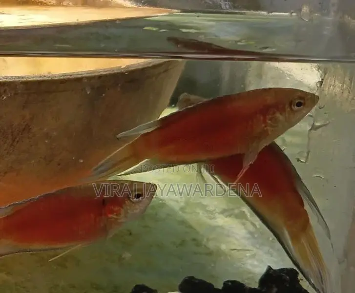 Paradise Fish