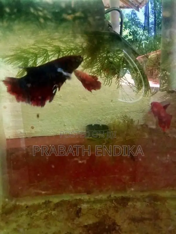 Betta fish