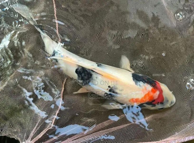 1 Feet Koi