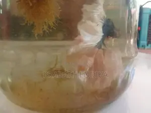 Betta fish