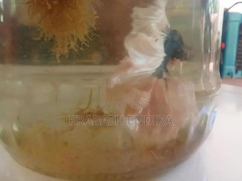 Betta fish