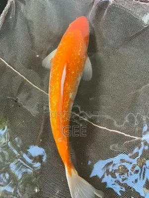 1 Feet Koi